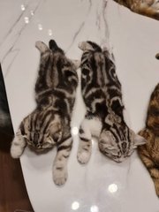 Scottish Fold Ash Litter - Scottish Fold + American Shorthair Cat