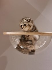 Scottish Fold Ash Litter - Scottish Fold + American Shorthair Cat