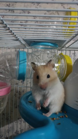 Chiki - Syrian / Golden Hamster Hamster