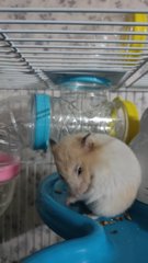 Chiki - Syrian / Golden Hamster Hamster