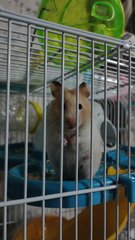 Chiki - Syrian / Golden Hamster Hamster