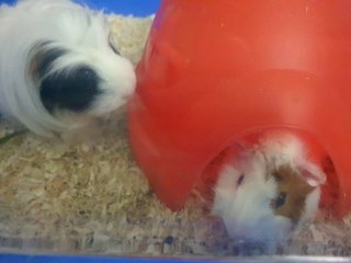 Bubbles And Milky - Guinea Pig Small & Furry