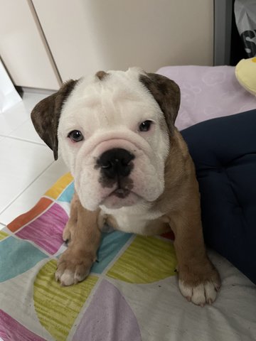 Yogurt  - English Bulldog Dog