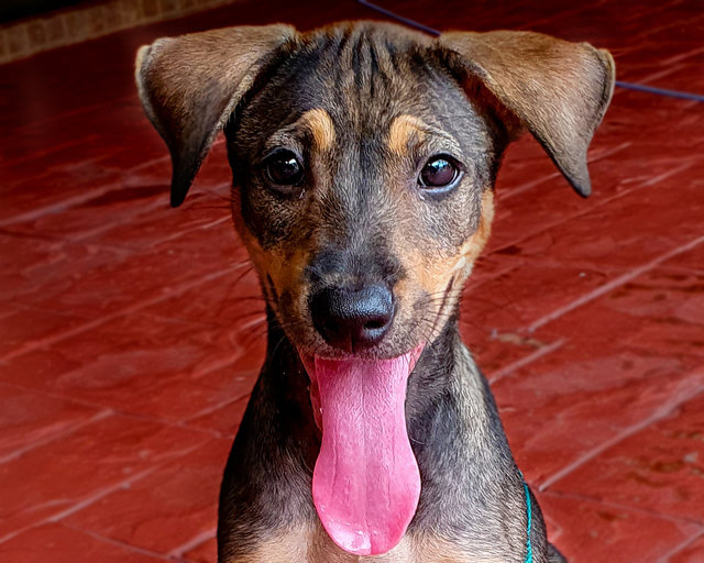 Cinnamon - Mixed Breed Dog