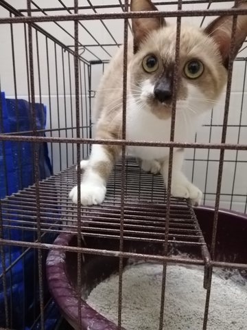 Kopiko - Domestic Medium Hair Cat