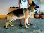 Quality Adult German Shepherd - German Shepherd Dog Dog