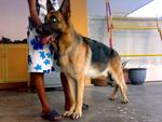 Quality Adult German Shepherd - German Shepherd Dog Dog