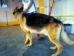 Quality Adult German Shepherd - German Shepherd Dog Dog