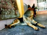 Quality Adult German Shepherd - German Shepherd Dog Dog