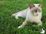 Simba - Birman + Domestic Short Hair Cat