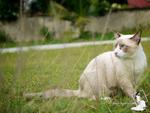 Simba - Birman + Domestic Short Hair Cat