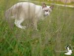 Simba - Birman + Domestic Short Hair Cat