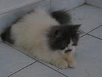 Togo - Persian Cat