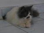 Togo - Persian Cat