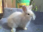 Woody Toy - Female - Angora Rabbit Rabbit