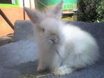 Woody Toy - Female - Angora Rabbit Rabbit