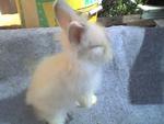 Woody Toy - Female - Angora Rabbit Rabbit