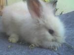 Woody Toy - Female - Angora Rabbit Rabbit