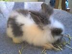 Woody Toy - Male - Angora Rabbit Rabbit