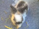 Woody Toy - Male - Angora Rabbit Rabbit