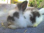 Woody Toy - Male - Angora Rabbit Rabbit