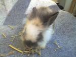 Woody Toy - Male - Angora Rabbit Rabbit