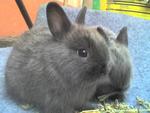 Kechik - Netherland Dwarf Rabbit