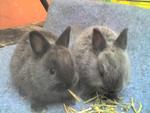 Kechik - Netherland Dwarf Rabbit