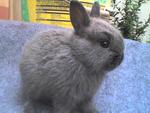 Kechik - Netherland Dwarf Rabbit