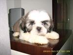 Mka Pure Breed Shih Tzu - Shih Tzu Dog