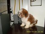 Mka Pure Breed Shih Tzu - Shih Tzu Dog