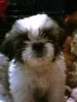 Mka Pure Breed Shih Tzu - Shih Tzu Dog