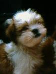 Mka Pure Breed Shih Tzu - Shih Tzu Dog