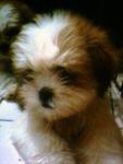 Mka Pure Breed Shih Tzu - Shih Tzu Dog