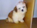 Mka Pure Breed Shih Tzu - Shih Tzu Dog