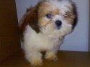 Mka Pure Breed Shih Tzu - Shih Tzu Dog