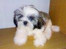 Mka Pure Breed Shih Tzu - Shih Tzu Dog