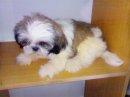 Mka Pure Breed Shih Tzu - Shih Tzu Dog