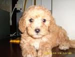 Pure Breed Poodle - Poodle Dog