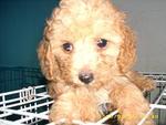 Pure Breed Poodle - Poodle Dog