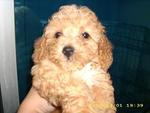 Pure Breed Poodle - Poodle Dog