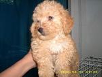 Pure Breed Poodle - Poodle Dog