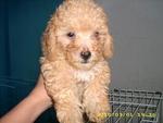 Pure Breed Poodle - Poodle Dog