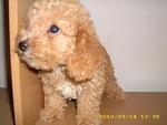 Pure Breed Poodle - Poodle Dog