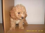 Pure Breed Poodle - Poodle Dog