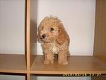 Pure Breed Poodle - Poodle Dog