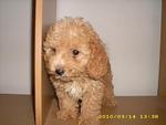 Pure Breed Poodle - Poodle Dog