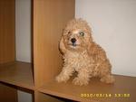 Pure Breed Poodle - Poodle Dog