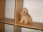 Pure Breed Poodle - Poodle Dog