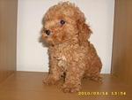 Pure Breed Poodle - Poodle Dog